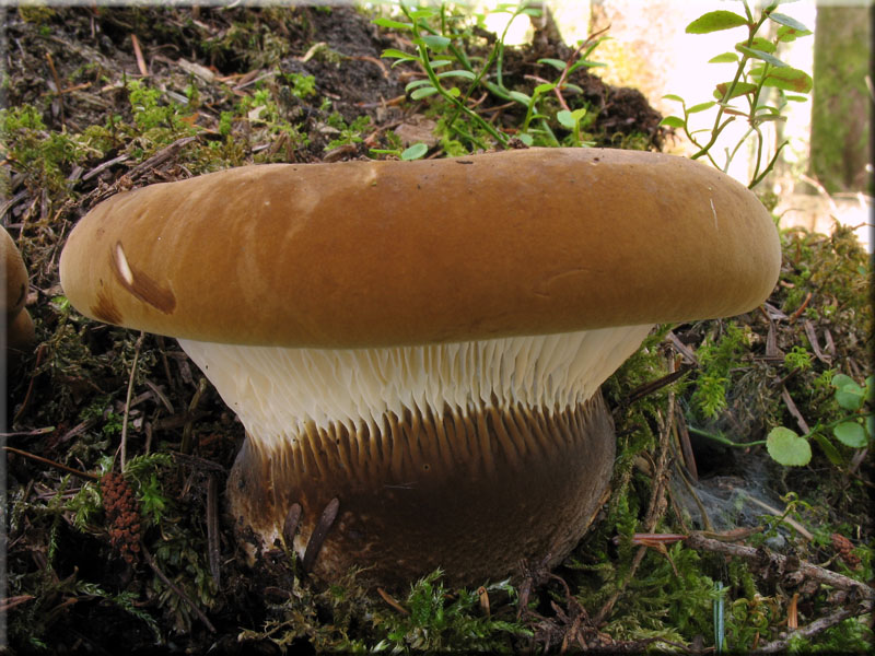 Samtfu-Krempling - Paxillus atrotomentosus 