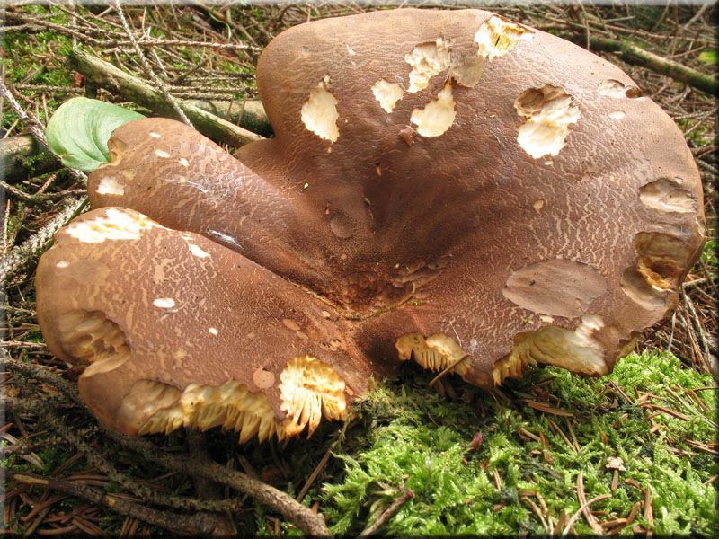 Samtfu-Krempling - Paxillus atrotomentosus 