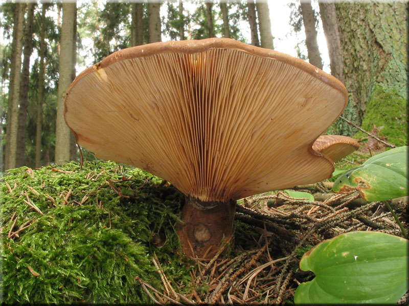 Samtfu-Krempling - Paxillus atrotomentosus 