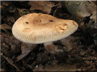 Erlen-Krempling - Paxillus filamentosus