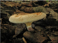 Erlen-Krempling - Paxillus filamentosus