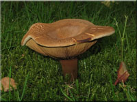 Kahler Krempling - Paxillus involutus