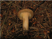 Kahler Krempling - Paxillus involutus