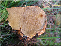 Gelbbrunliche Wurzeltrffel - Rhizopogon luteolus