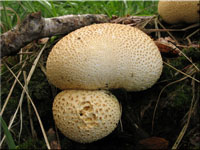 Dickschaliger Kartoffelbovist - Scleroderma citrinum
