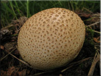 Dickschaliger Kartoffelbovist - Scleroderma citrinum