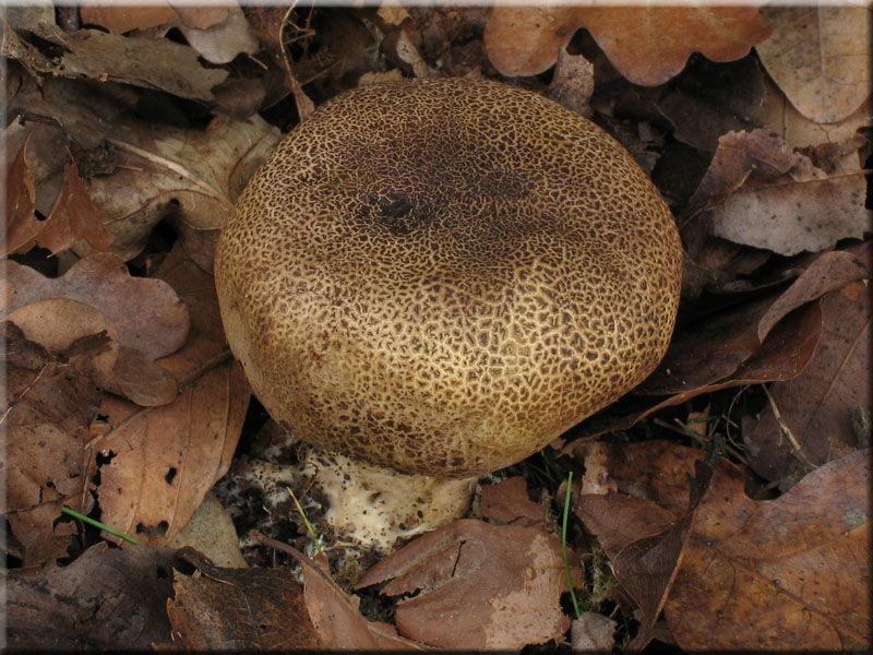 Dnnschaliger Kartoffelbovist - Scleroderma verrucosum