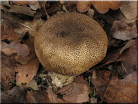 Dnnschaliger Kartoffelbovist - Scleroderma verrucosum