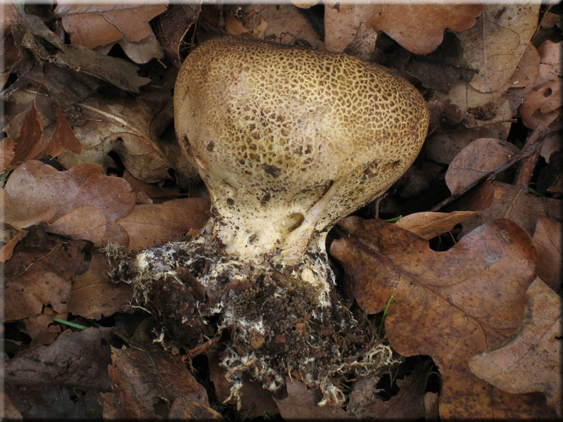 Dnnschaliger Kartoffelbovist - Scleroderma verrucosum
