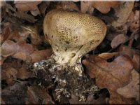 Dnnschaliger Kartoffelbovist - Scleroderma verrucosum