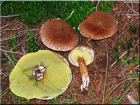 Hohlfuß-Schuppenröhrling - Boletinus cavipes