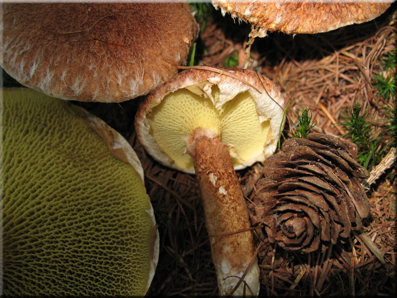 Hohlfurhrling - Boletinus cavipes