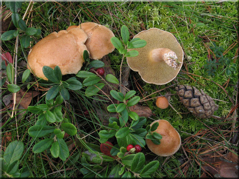 Kuhrhrling - Suillus bovinus