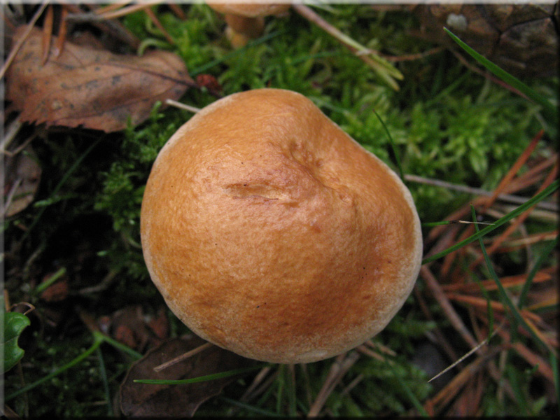 Kuhrhrling - Suillus bovinus