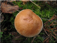 Kuhrhrling - Suillus bovinus