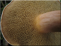 Kuhrhrling - Suillus bovinus