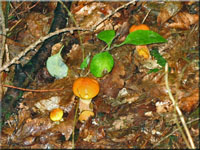 Goldrhrling - Suillus grevillei