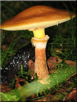 Goldrhrling - Suillus grevillei