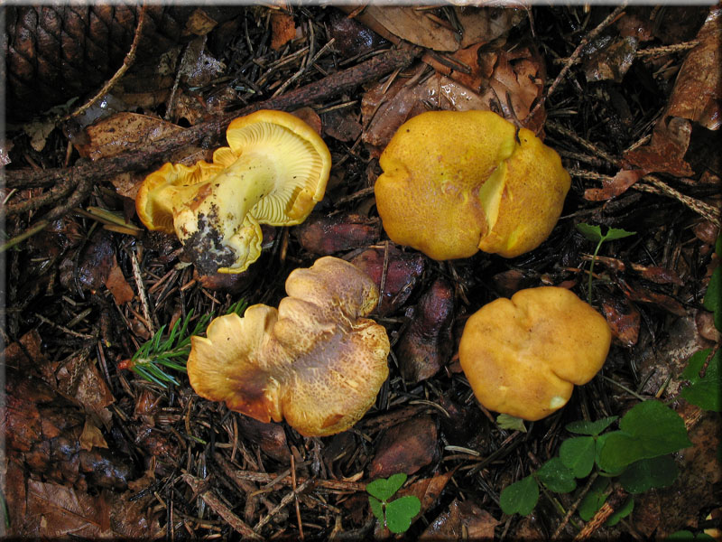 Amethyst-Pfifferling - Cantharellus cibarius var. amethysteus