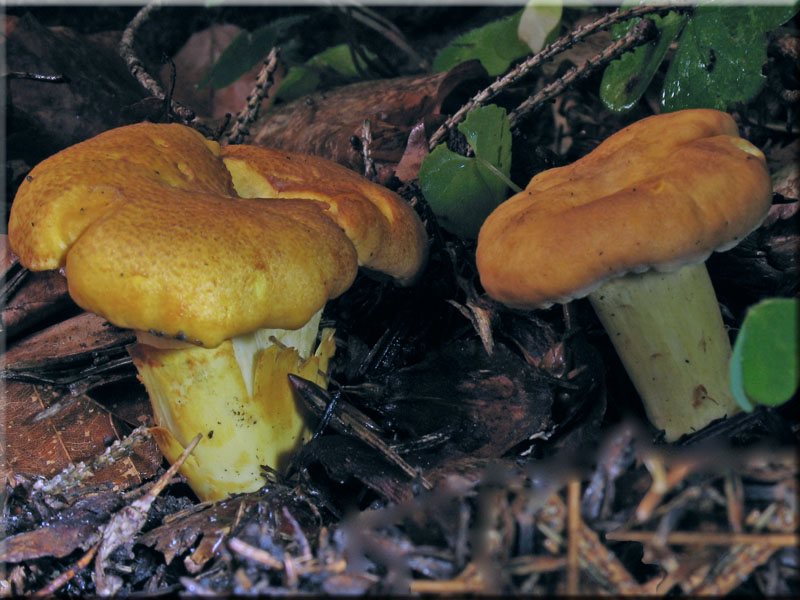 Amethyst-Pfifferling - Cantharellus cibarius var. amethysteus