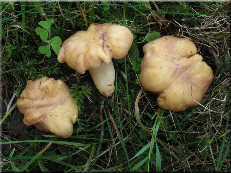 Amethyst-Pfifferling - Cantharellus cibarius var. amethysteus