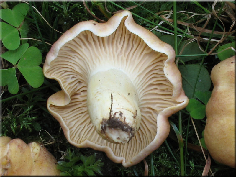 Amethyst-Pfifferling - Cantharellus cibarius var. amethysteus