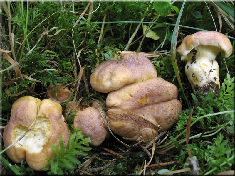 Amethyst-Pfifferling - Cantharellus cibarius var. amethysteus