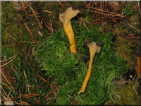 Starkriechender Pfifferling - Cantharellus aurora