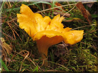 Echter Pfifferling - Cantharellus cibarius