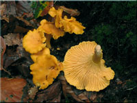 Echter Pfifferling - Cantharellus cibarius