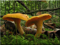 Echter Pfifferling - Cantharellus cibarius