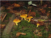 Echter Pfifferling - Cantharellus cibarius