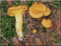 Echter Pfifferling - Cantharellus cibarius