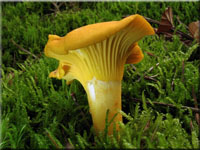 Echter Pfifferling - Cantharellus cibarius