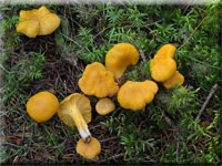 Echter Pfifferling - Cantharellus cibarius