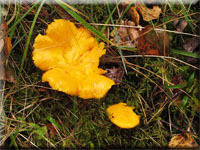 Echter Pfifferling - Cantharellus cibarius