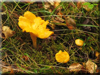 Echter Pfifferling - Cantharellus cibarius