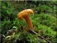 Aprikosenpfifferling - Cantharellus friesii