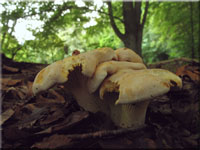 Bereifter Pfifferling - Cantharellus subpruinosus