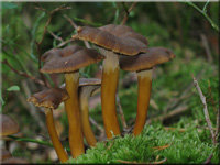 Cantharellus tubaeformis