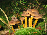 Trompetenpfifferling - Cantharellus tubaeformis