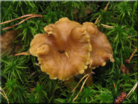 Trompetenpfifferling - Cantharellus tubaeformis