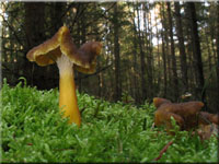 Trompetenpfifferling - Cantharellus tubaeformis