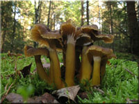 Trompetenpfifferling - Cantharellus tubaeformis