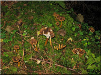 Cantharellus tubaeformis