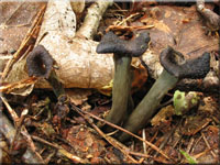 Toten-Trompete - Craterellus cornucopioides
