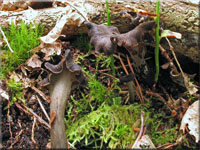 Toten-Trompete - Craterellus cornucopioides