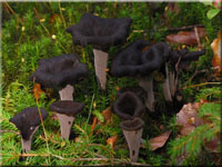 Toten-Trompete - Craterellus cornucopioides