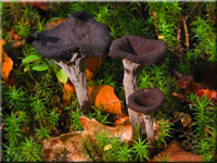 Toten-Trompete - Craterellus cornucopioides