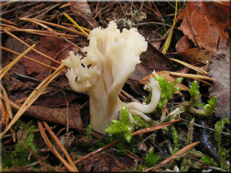 Kammfrmiger Keulenpilz - Clavulina coralloides